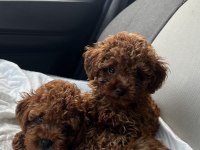 Toy Poodle Yavrular
