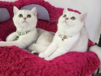 Silver chinchilla rengi safkan son kalan yavrumuz