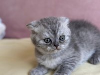 Scottish Fold 1,5 aylık