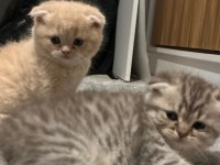 Scottish fold yavru