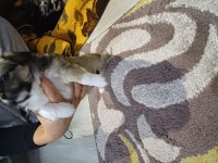 45 günlük pekinez köpekler