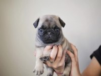 ERKEK PUG EĞİTİMLİ