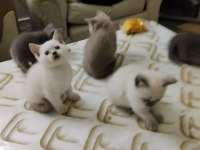 BRİTİSH SHORTHAİR KEDİLER