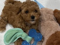 Toy Poodle Cinsi Köpeğimiz