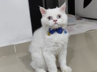 İran kedisi 1 yaşında