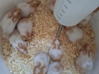 Hamster yavrum