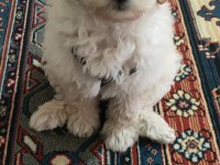 3 AYLIK SAFKAN MALTİPOO