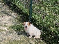 Şecereli jack russell terrier