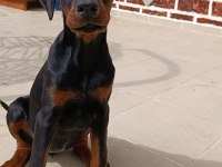 A Şecereli Fci Kıf Belgeli King Doberman