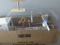 Çift cennet papağanı fiyat ucuz