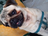 1 YAŞINDA TATLI PUG