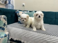Maltipoo yavru