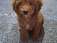 Toy poodle 3 aylık dişi