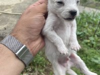 Saf 1 aylık spitz (Tonya finosu)