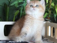 SAFKAN OYUNCU DİŞİ BRITISH SHORTHAIR HEMEN TESLİM