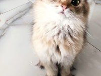 Secereli safkan British Longhair erkek
