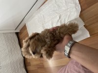 Yavru erkek toy poodle uygun acil