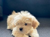 Cindy 2 aylık maltipoo
