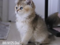 British Shorthair Golden Ny25 Dişi