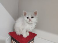 2 aylık dişi british longhair kedimi sahiplendiriyorum