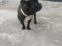French bulldog köpeğimizin hiçbir sağlık sorunu yoktur