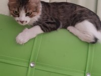 KEDİME YUVA ARIYORUM