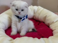 Scottish Fold Erkek Yavrumuza Yuva (Uyguna)