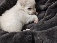 Maltese terrier 55 günlük