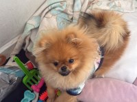 6 Aylık Pomeranian