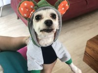 Maltese Terrier Dişi Kısır