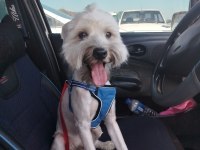 Terrier köpeğimiz