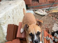 4 Aylık Küçük Irk Erkek Köpeğimiz