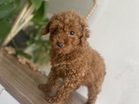 KORE KAN ORJİNAL ERKEK TOY POODLE