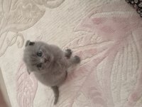 Orijinal british shorthair yavrular