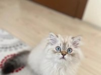 4.5 aylık yavrumuzu sahiplendiriyoruz british longhair