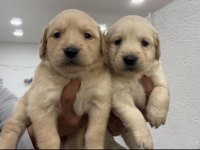 Baby face golden retriever yavrular