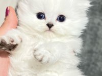 Koca kafa orijinal british shorthair yavrularım