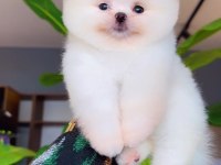 Pomeranian boo köpeğimiz