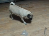 3 yaşında pug