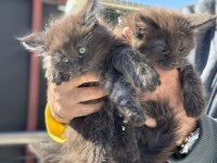 Çok özel aşılı pasaportlu maine coon yavrularımız