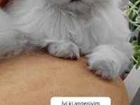 Kedimize acil yuva aranıyor