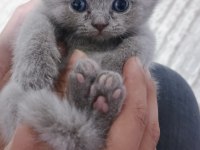 British longhair kediler 2 aylıklar
