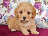 Sun Kennels Üretim Çiftliğinden Poodle Bebekler