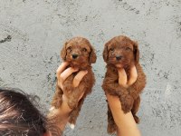 Maltipoo bebek yüzlü tatlılar