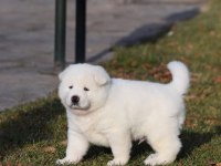 AMERİKAN AKİTA YAVRULARI