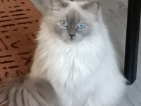 Ragdoll Blue Mitted Secereli Dişi