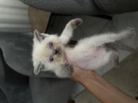 2 aylık dişi mavi gözlü kedimiz