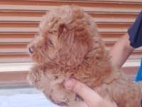 50 günlük erkek dişi maltipoo