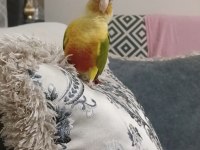 2 adet konur papağanı