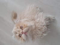 MUHTEŞEM GÜZELLİKTE HAS İRAN KEDİSİ SON YAVRULARIMIZ
